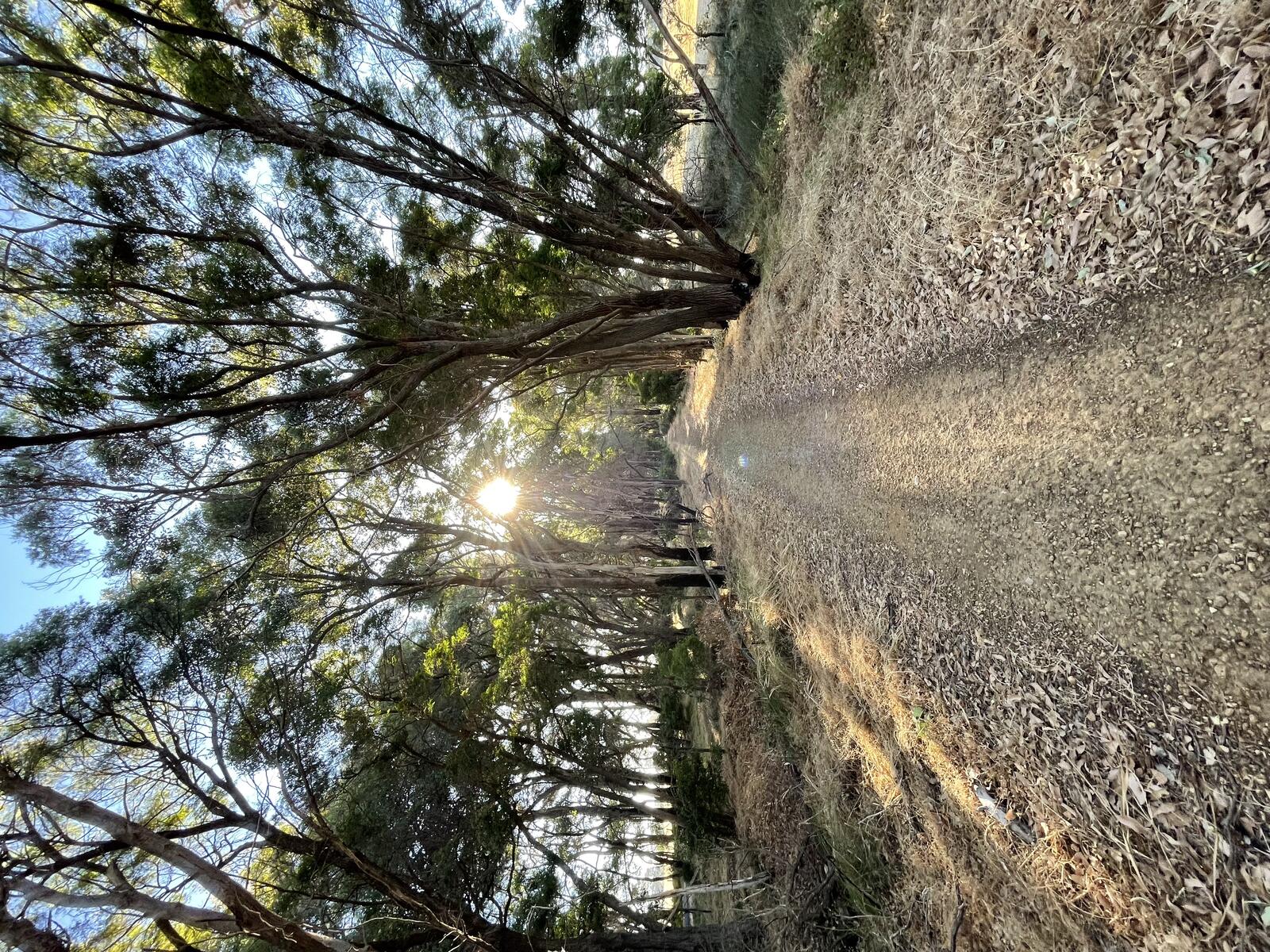 Cycling through the forest section of the Wadandi Track near Busselton