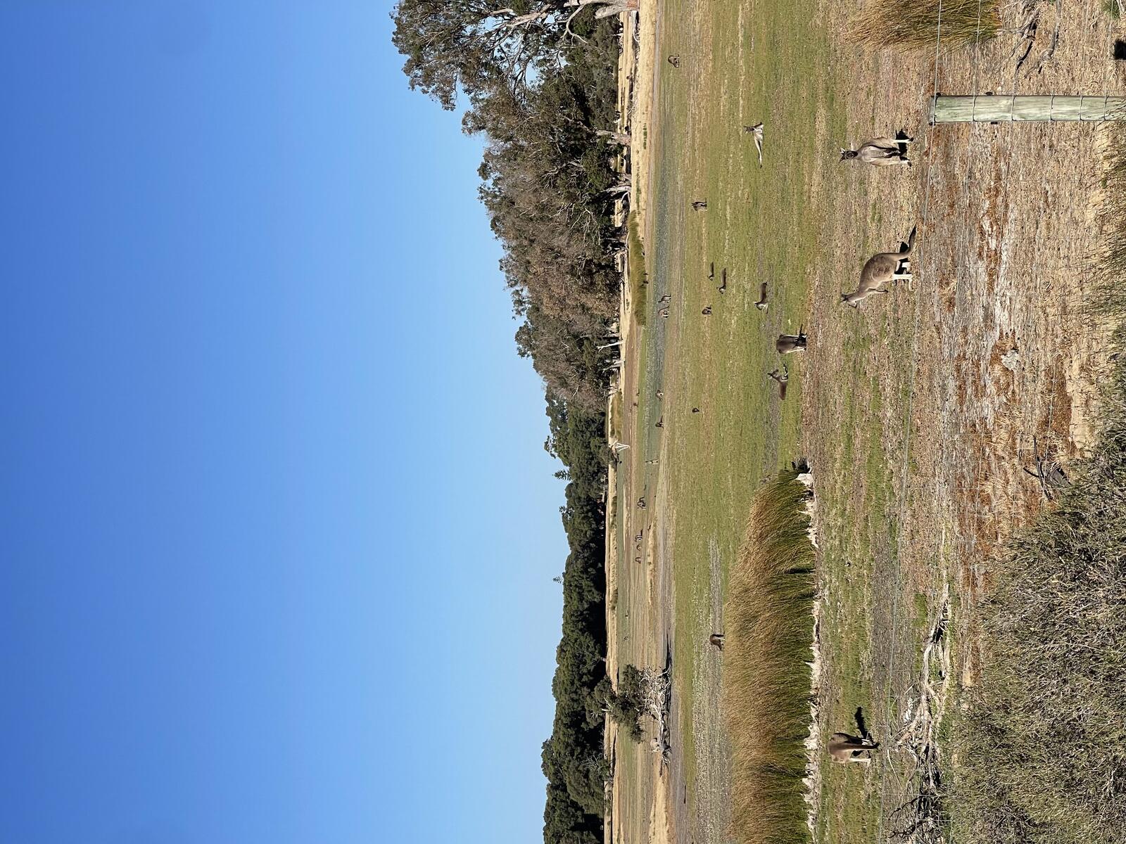Kangaroos grazing in a field along the Vasse River cycle path